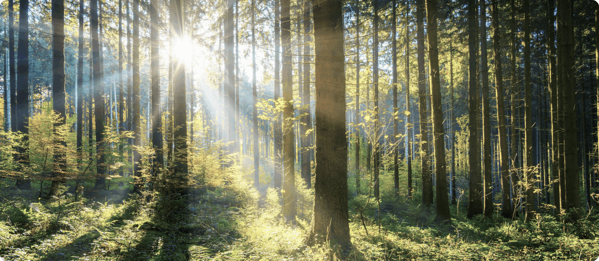 Sunlight streaming through a forest.